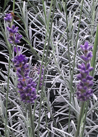 Lavandula lanata x angustifolia 'Ana Luisa'